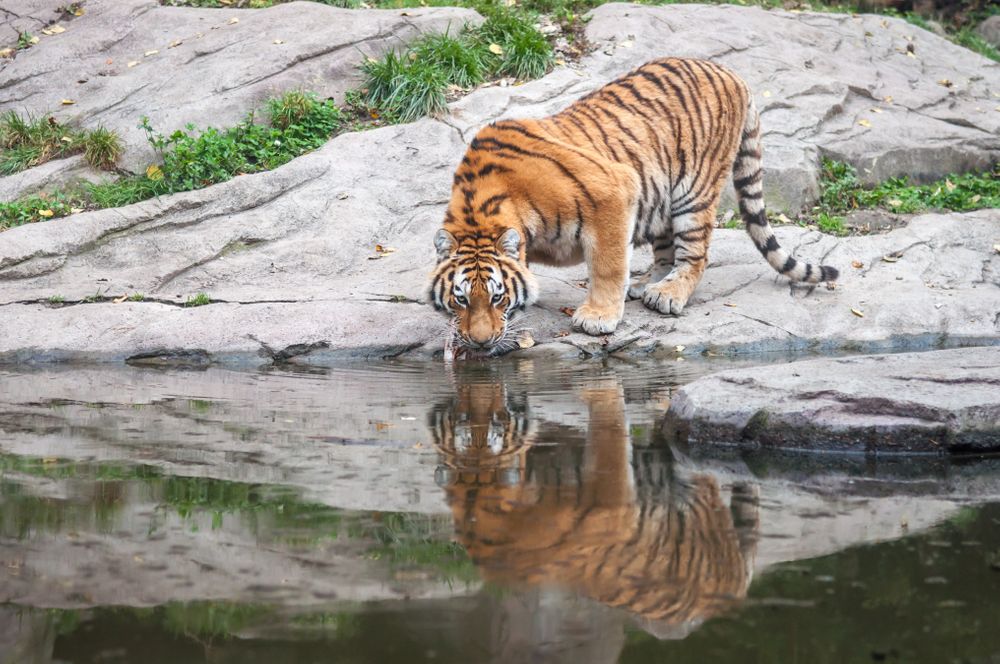 National Parks In West Bengal To Reopen From September 23